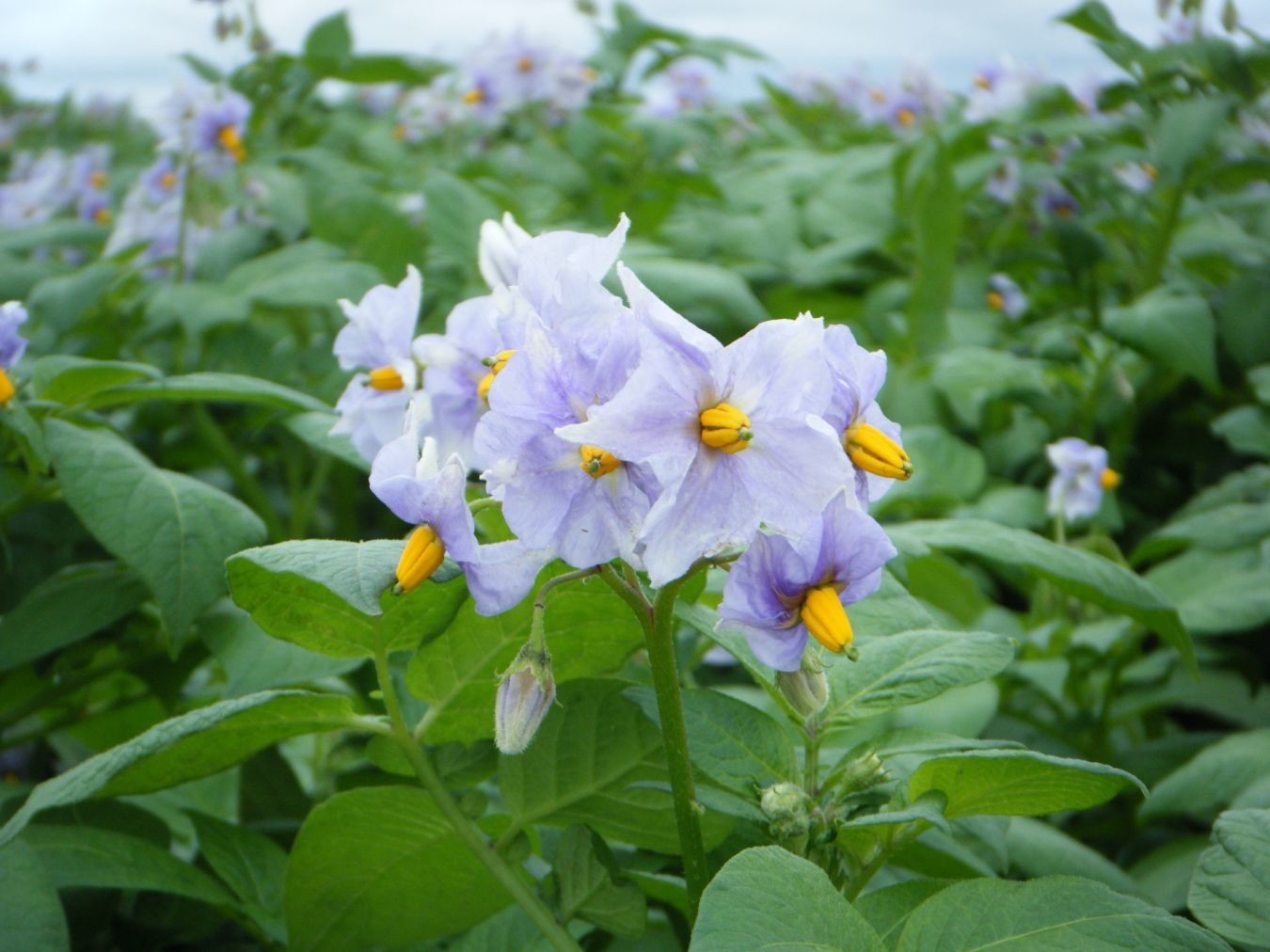 Enander Seed Farm - Grenora, ND - (701) 694-2424